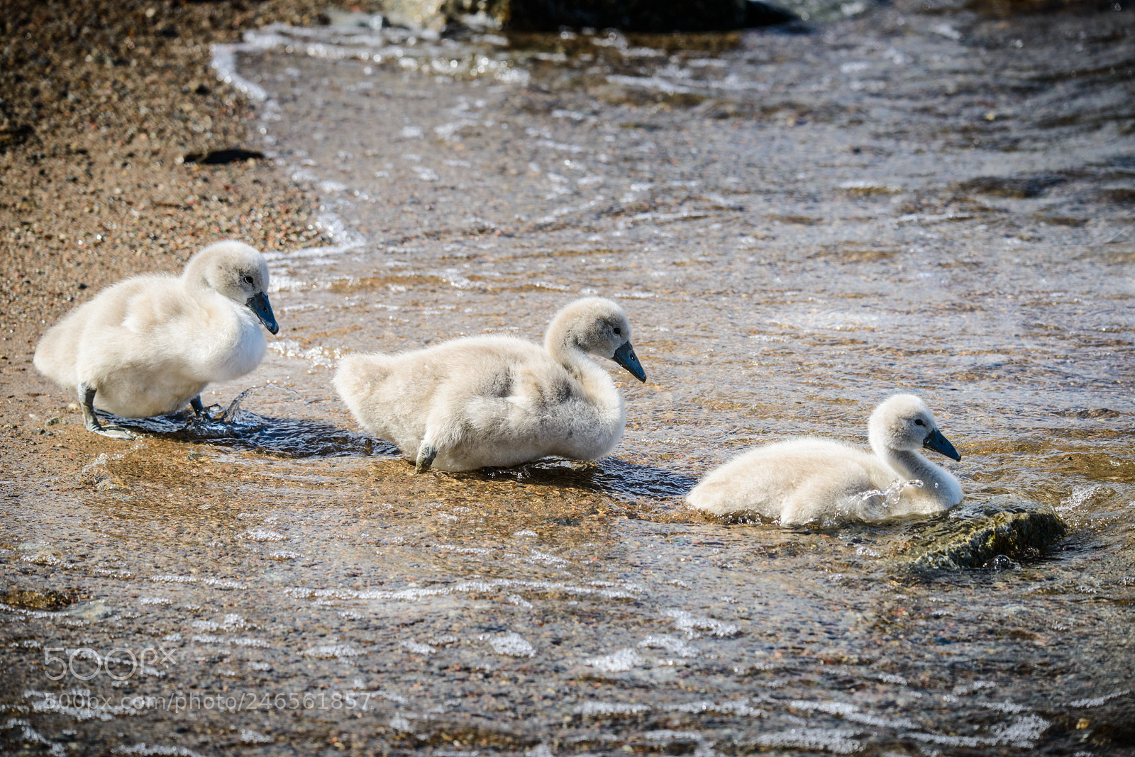 Nikon D800 sample photo. Swans photography