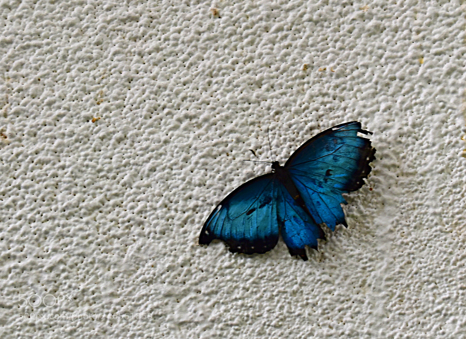 Nikon D5600 sample photo. Бабочка photography