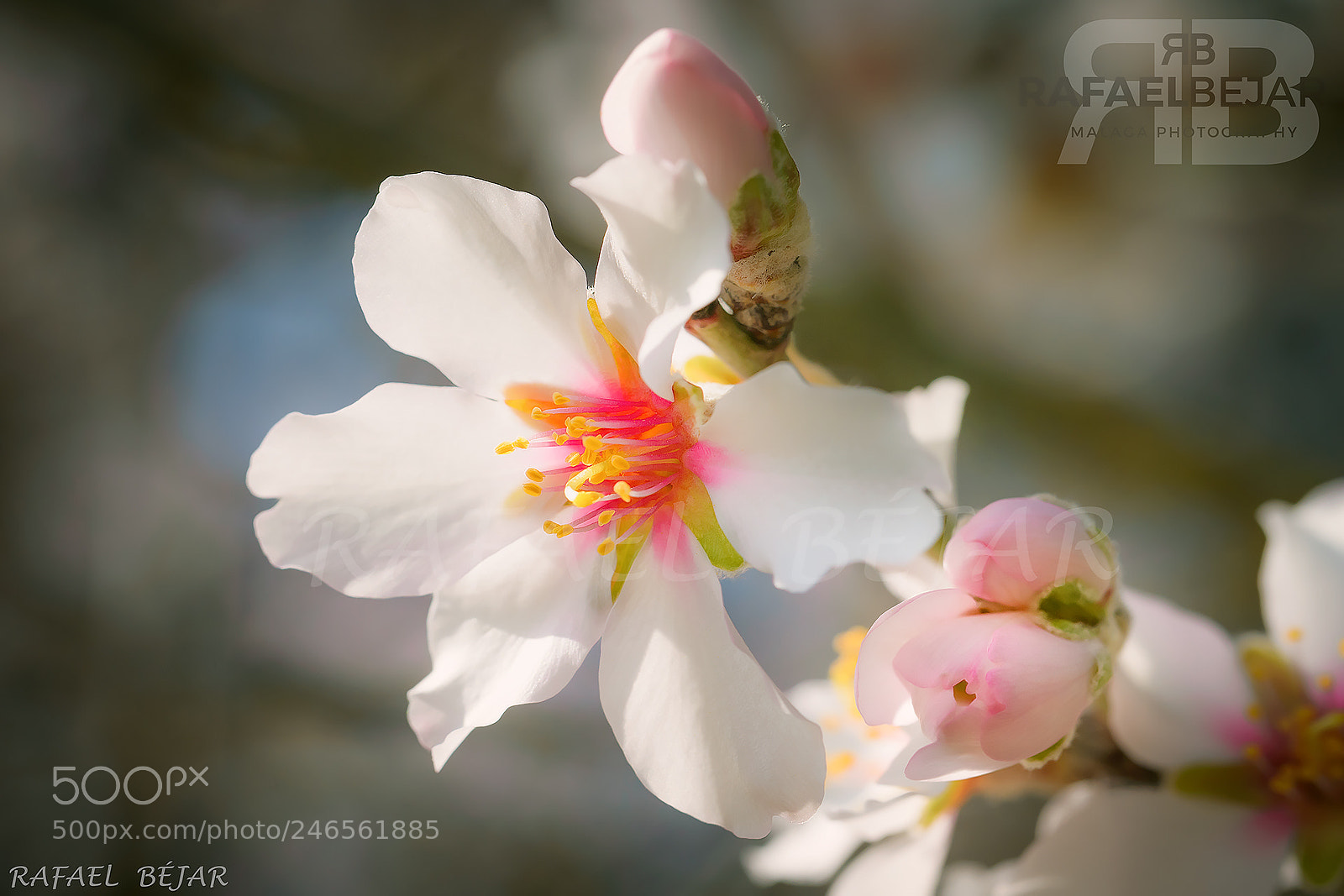 Nikon D800 sample photo. Flor almendro photography