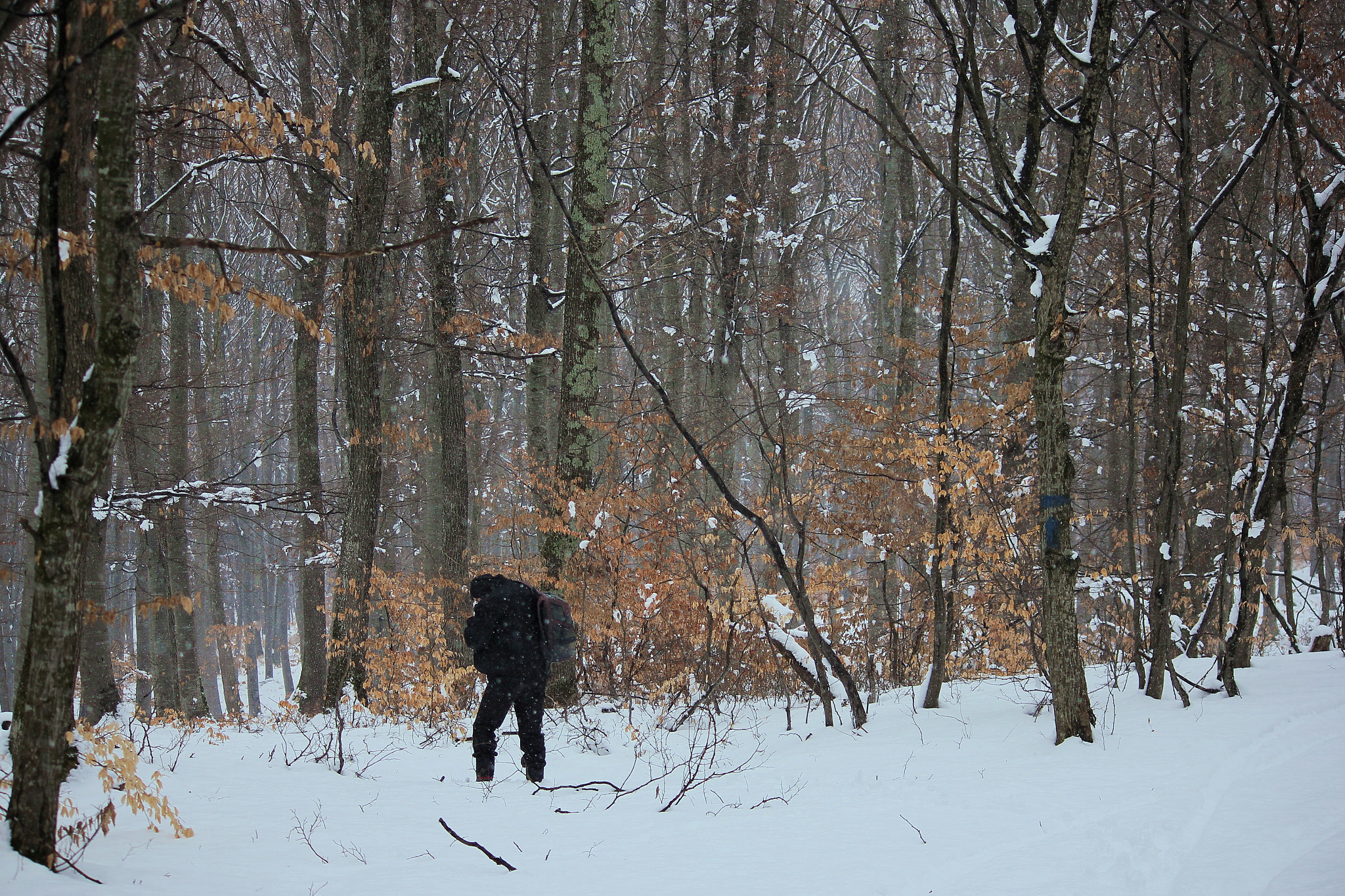 Canon EF-S 55-250mm F4-5.6 IS II sample photo. Lost in the winter forest photography