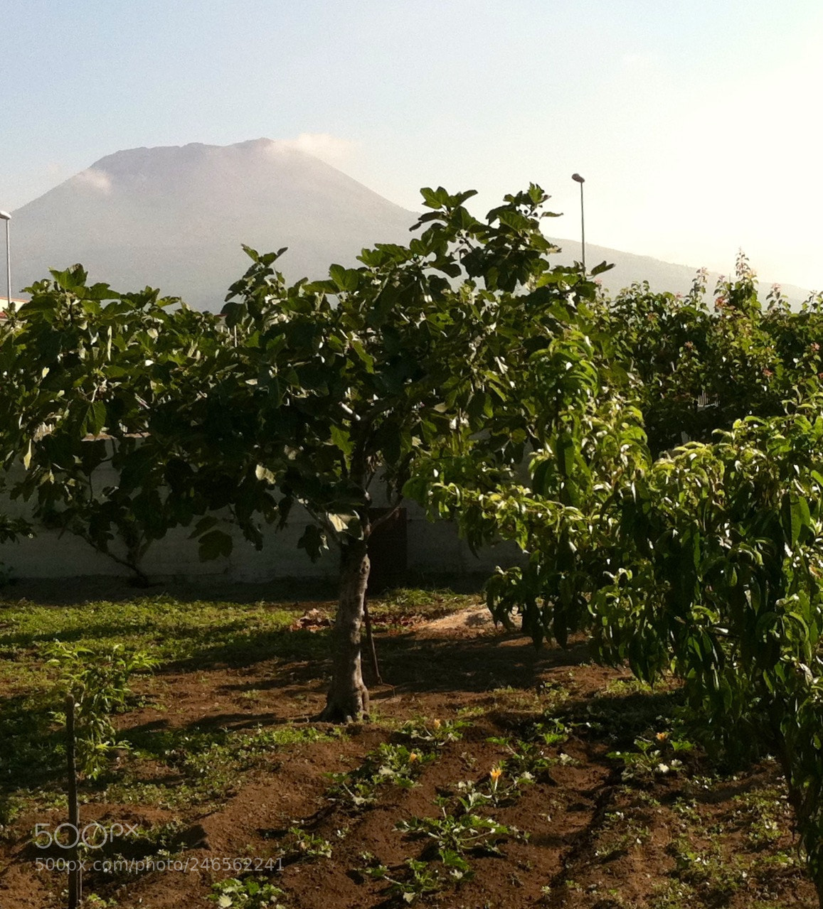 Apple iPhone sample photo. From my family garden photography
