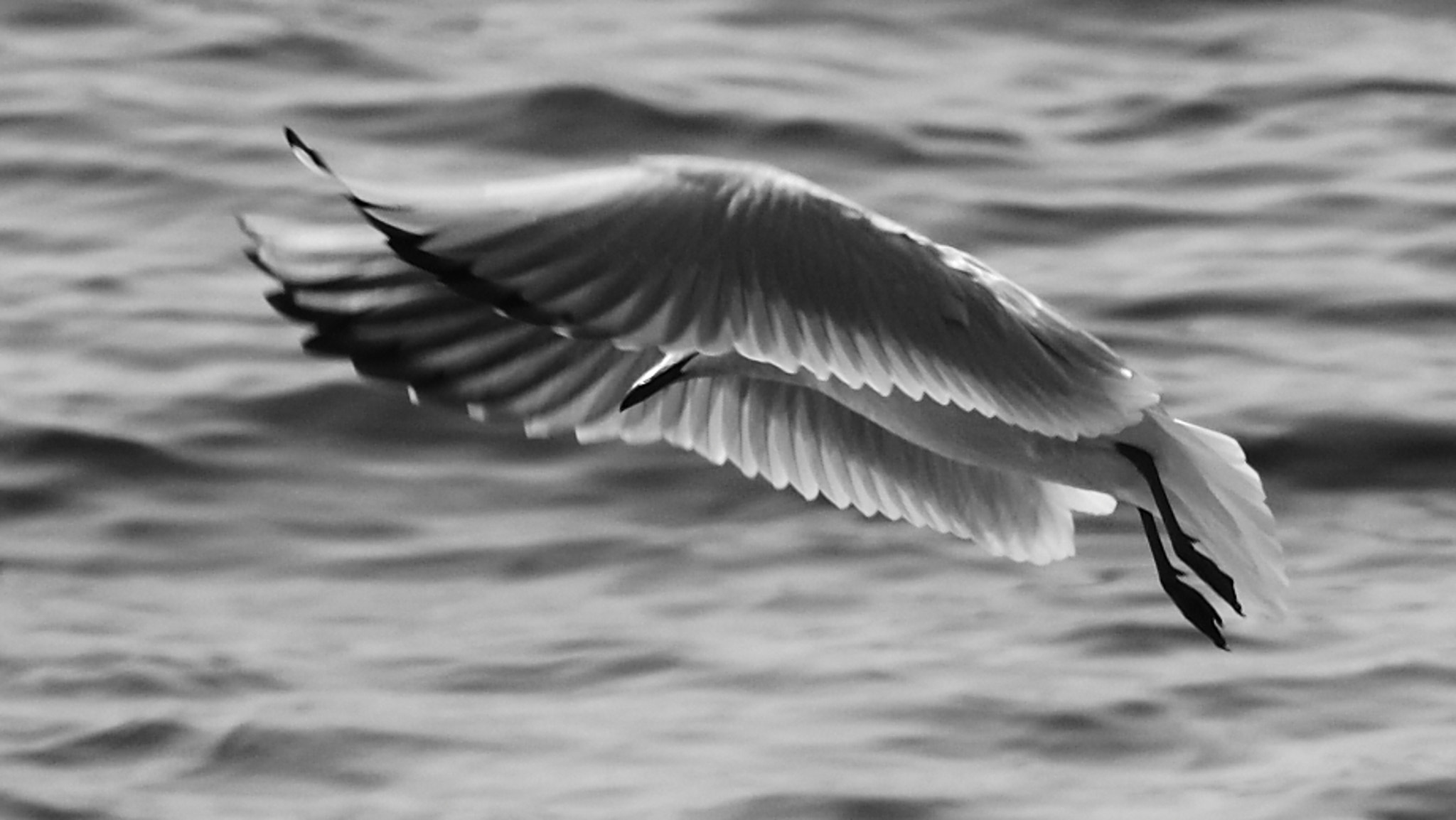 Nikon AF-S Nikkor 70-200mm F4G ED VR sample photo. Lost eyes photography