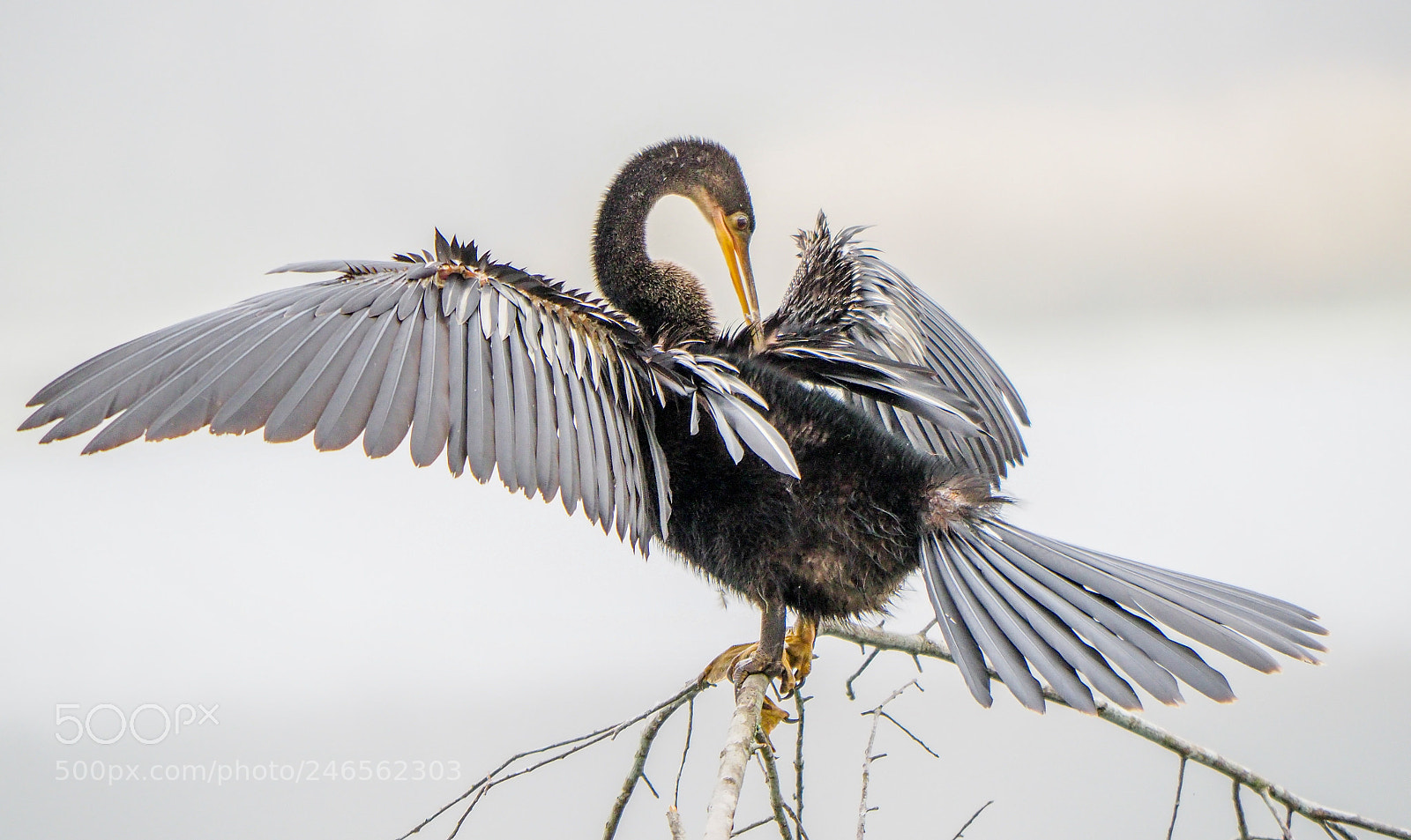 Olympus OM-D E-M1 Mark II sample photo. Anhinga photography