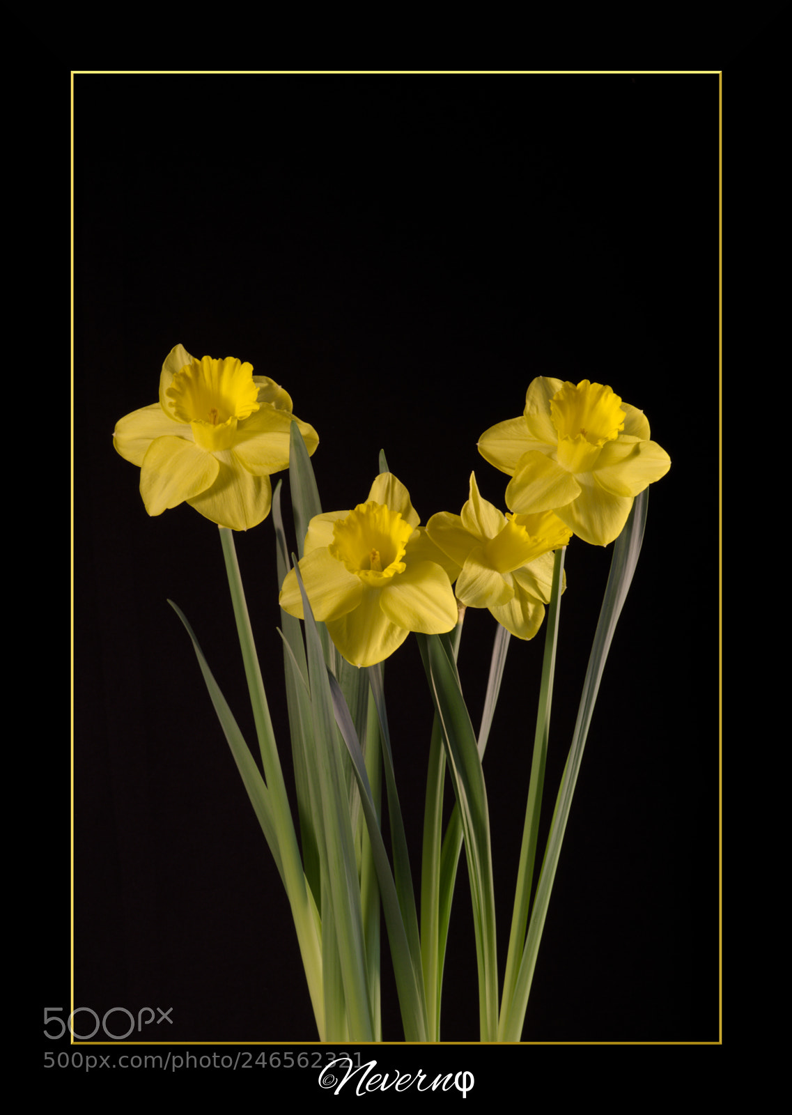 Pentax K-S2 sample photo. Narcissus photography