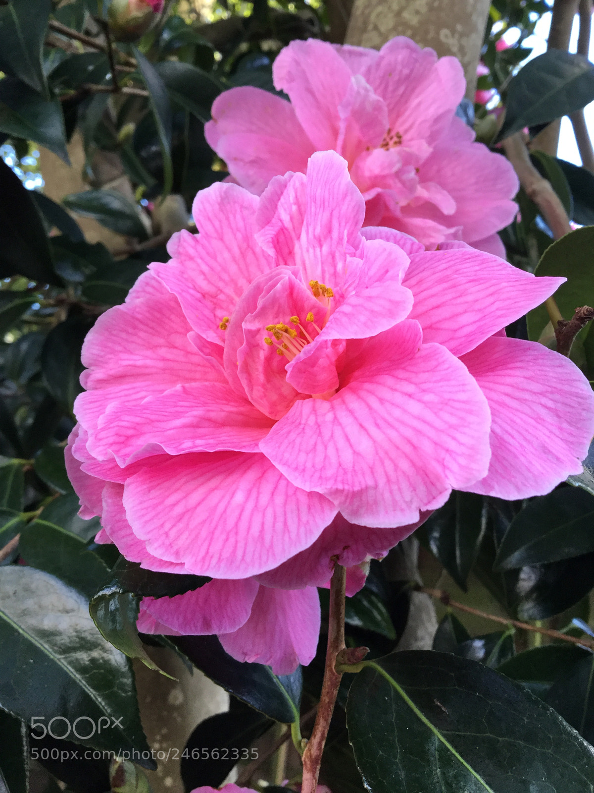 Apple iPod touch sample photo. Pink camellias ii photography
