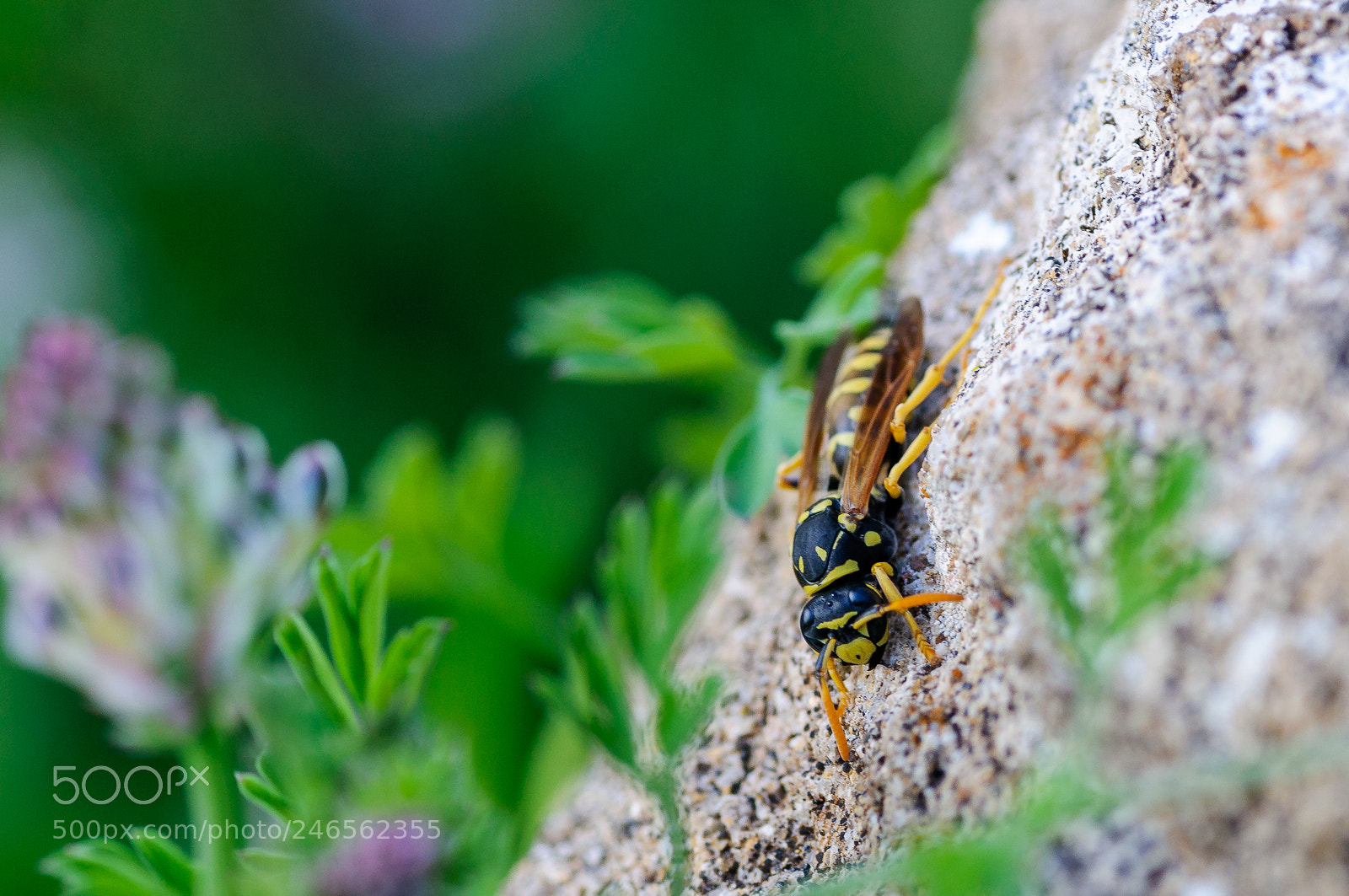 Nikon D90 sample photo. It's not a bee photography