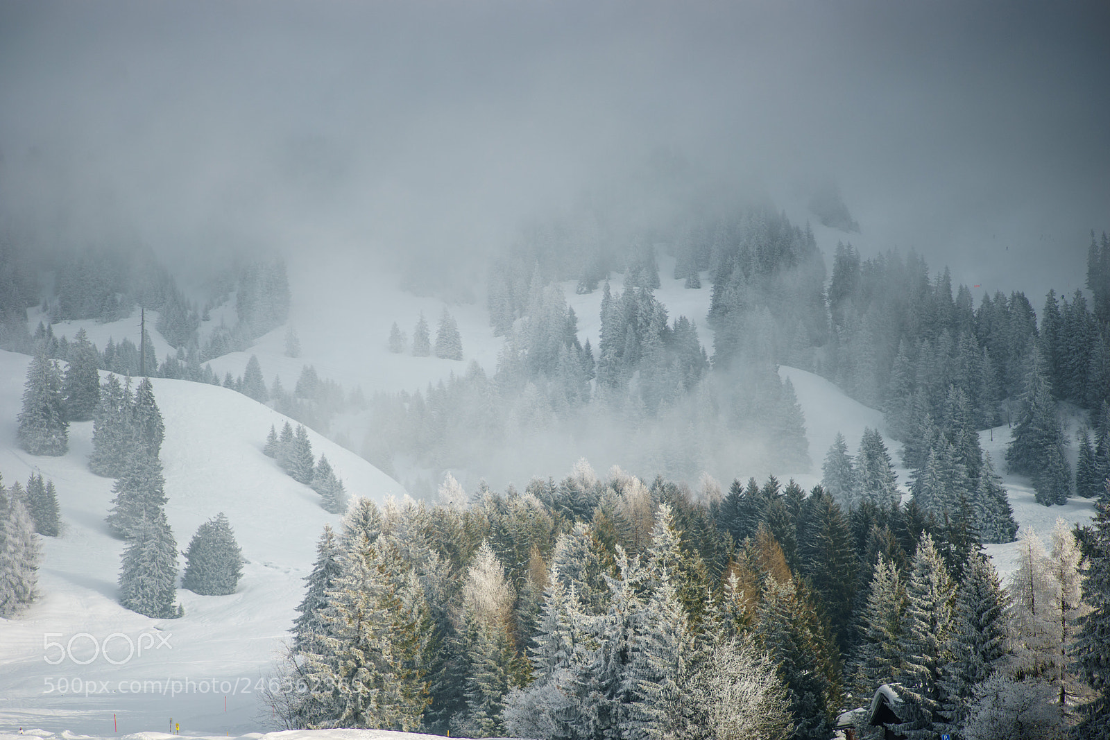 Sony a7 II sample photo. Frosty photography