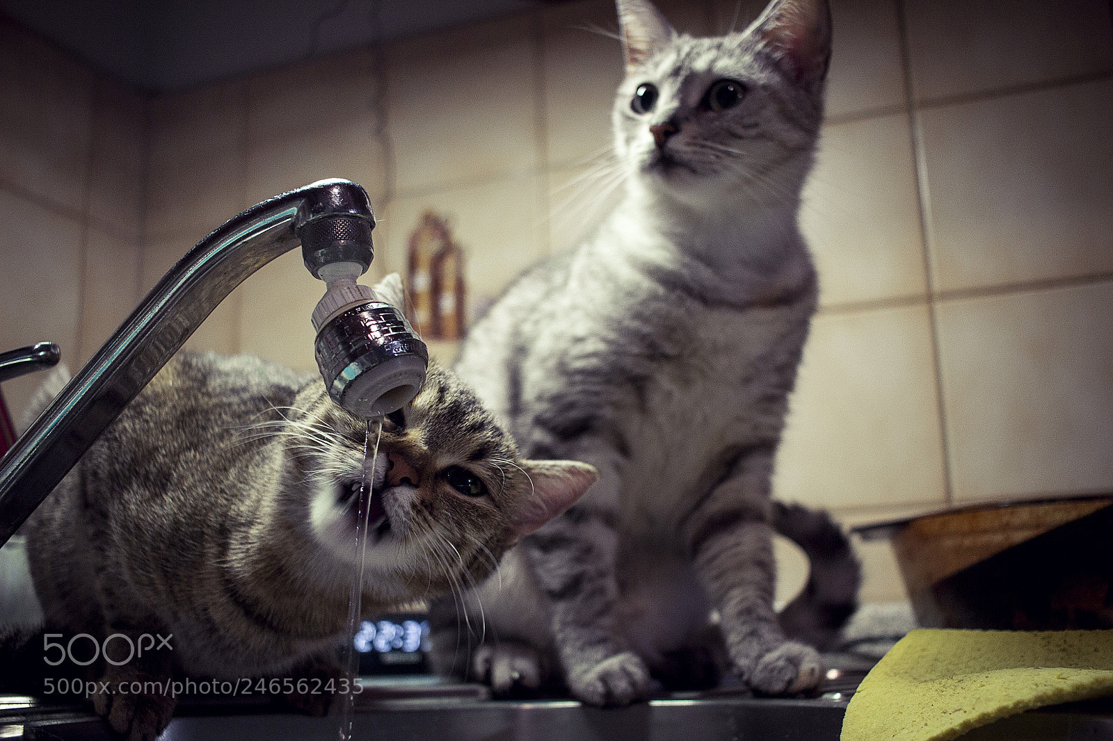 Canon EOS 600D (Rebel EOS T3i / EOS Kiss X5) sample photo. Grace & lilly photography
