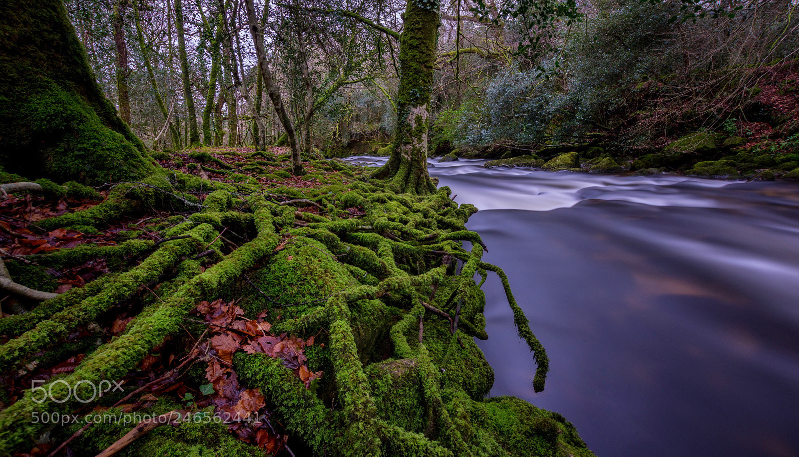 Nikon D7200 sample photo. Silky water and moss photography
