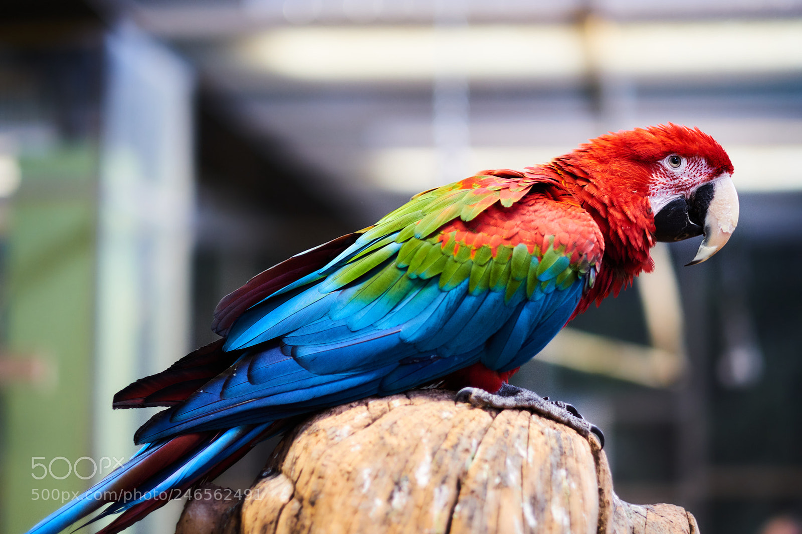 Fujifilm X-T20 sample photo. Ara ararauna photography