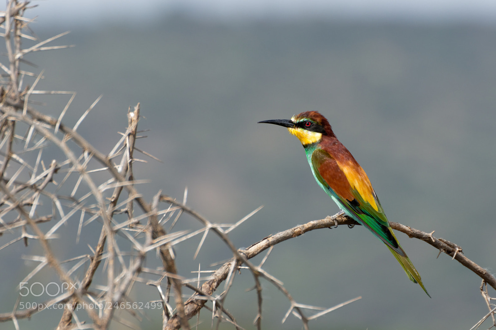 Canon EOS 7D Mark II sample photo. Thorn birds photography