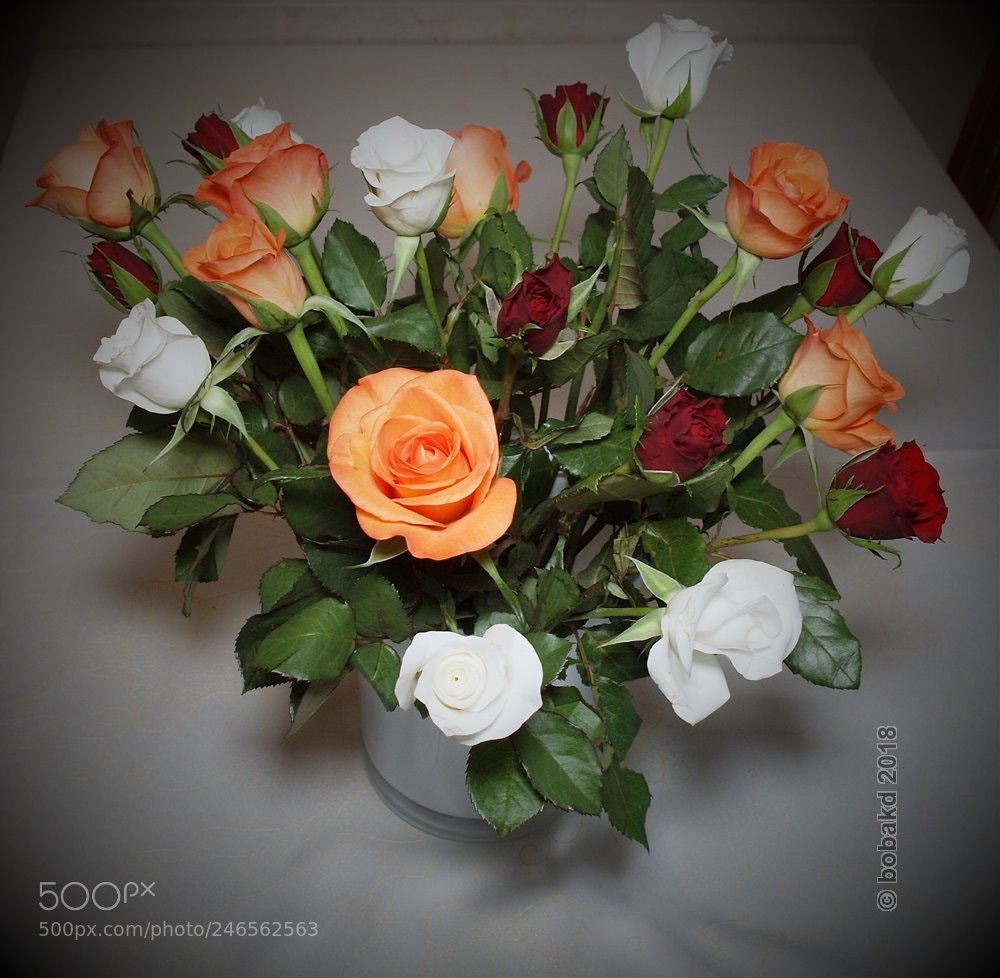 Olympus E-620 (EVOLT E-620) sample photo. Roses photography