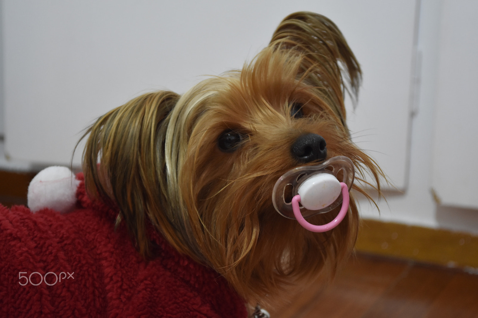 Nikon D7200 sample photo. My puppy photography