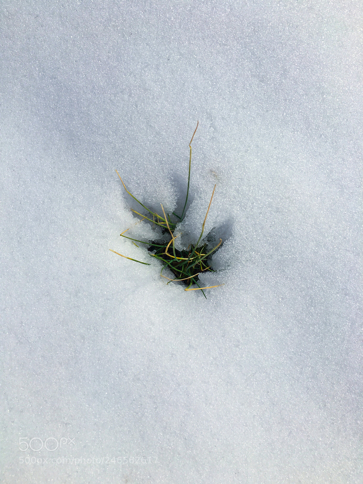 Apple iPhone 6s sample photo. Spring photography