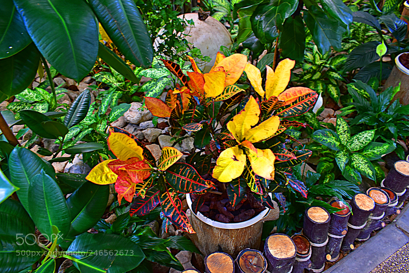 Nikon D5600 sample photo. Разноцветье photography