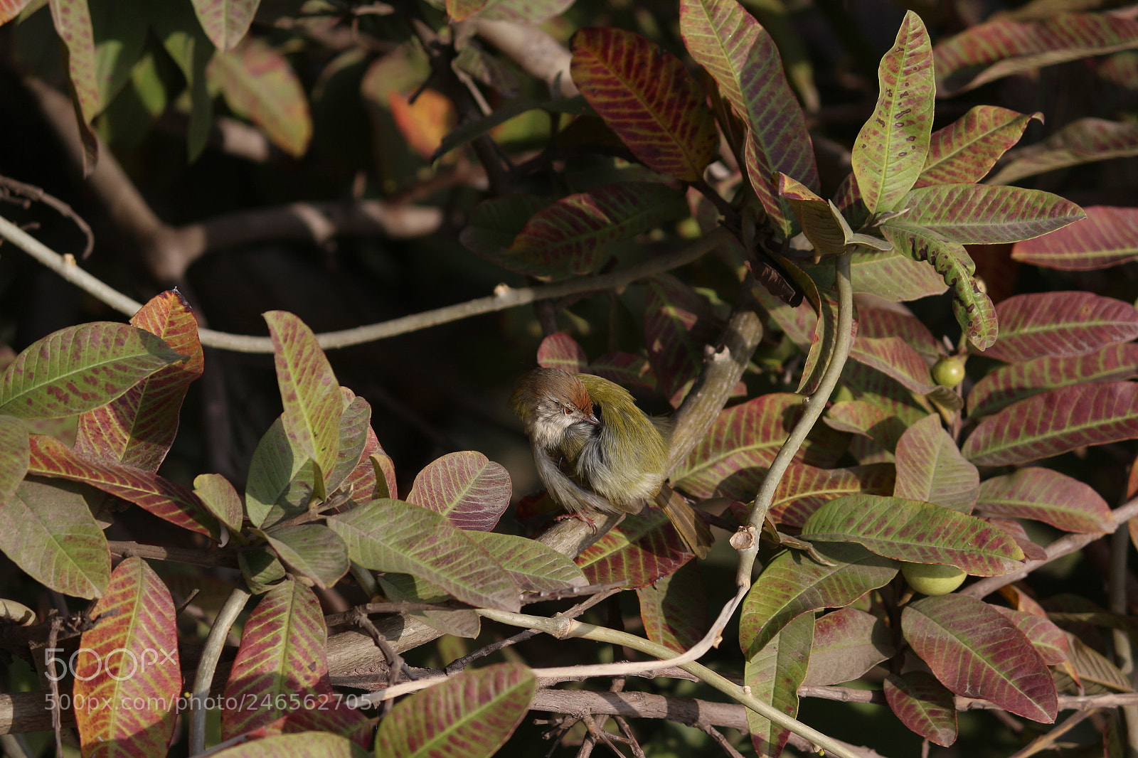 Canon EF-S 55-250mm F4-5.6 IS II sample photo. Untitled photography