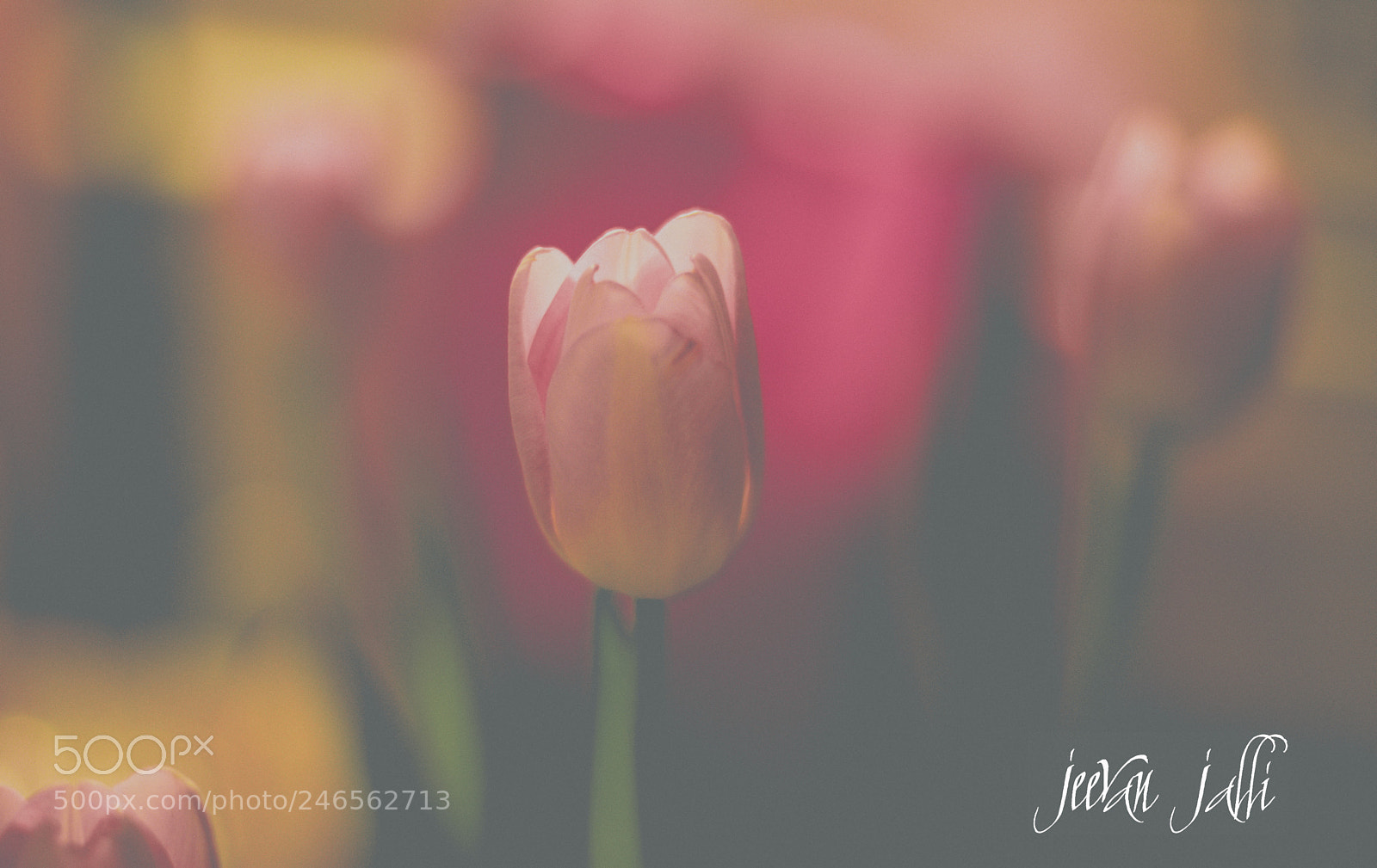 Nikon D3400 sample photo. Tulip photography