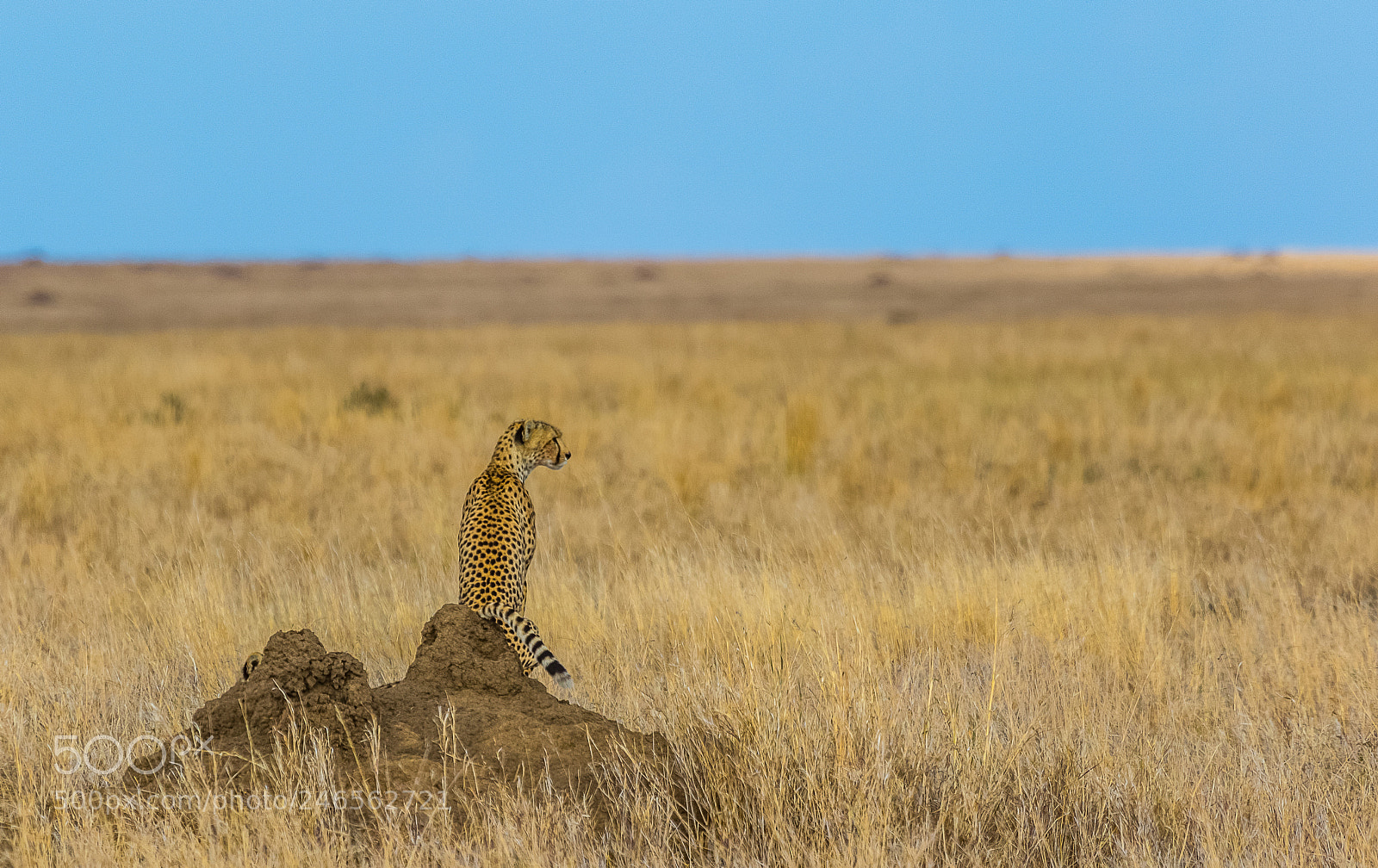 Canon EOS 7D Mark II sample photo. Cheetah on the lookout photography