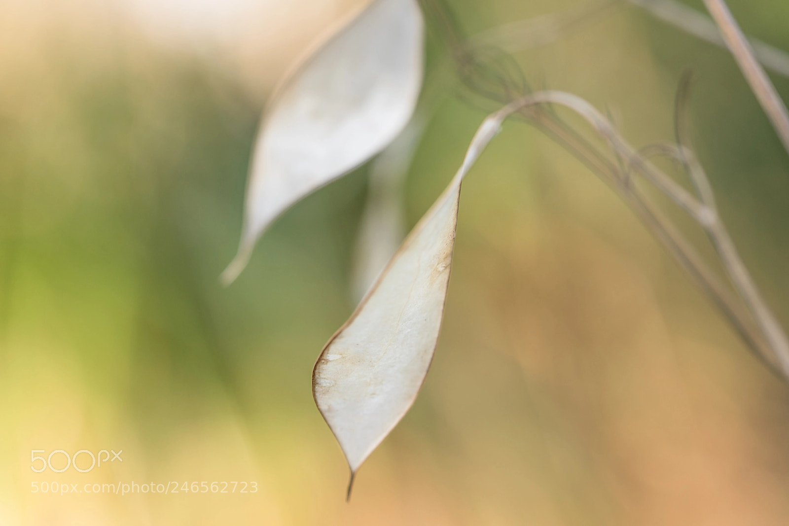 Sony a7R II sample photo. Like paper photography
