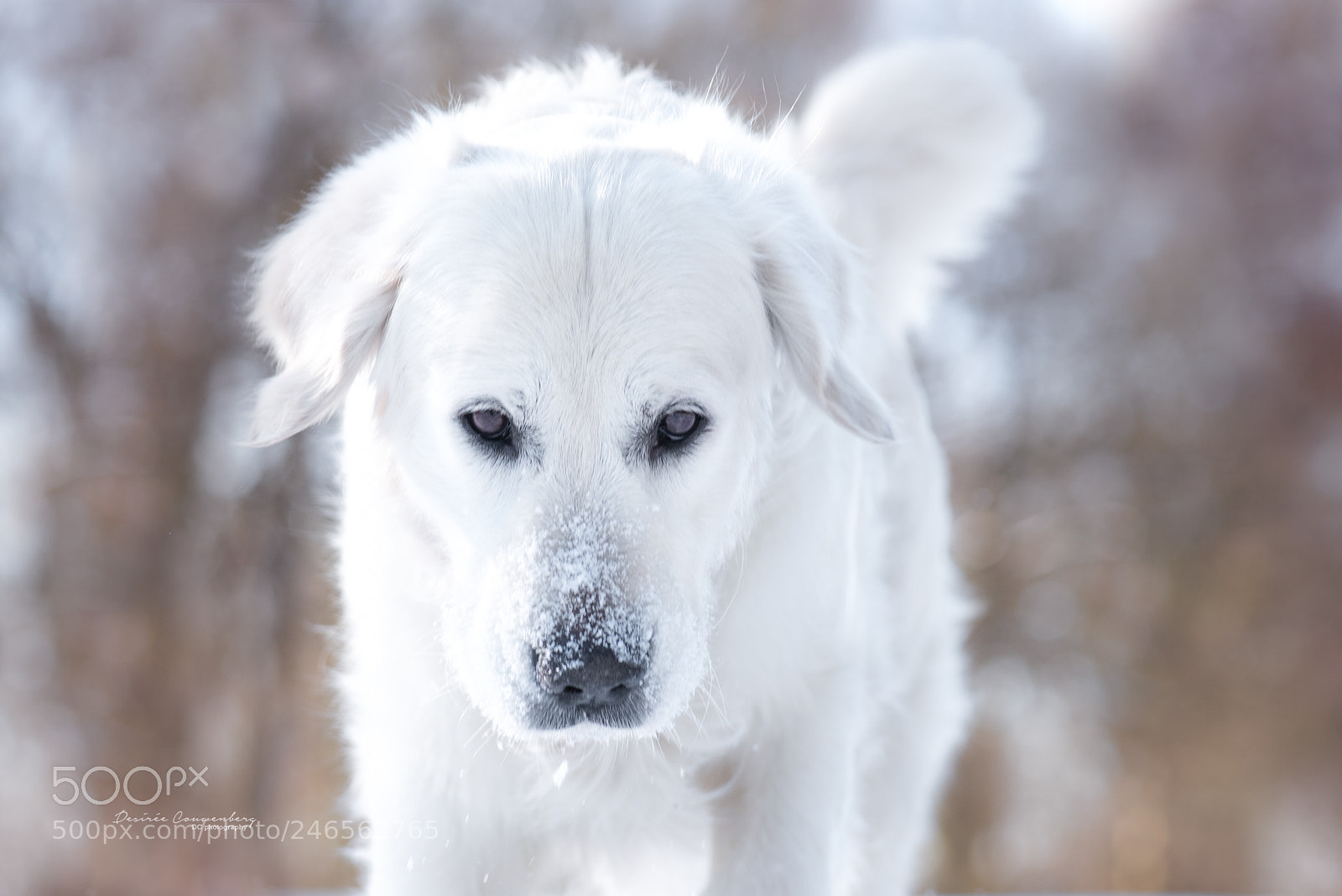 Nikon D810 sample photo. Snowman photography