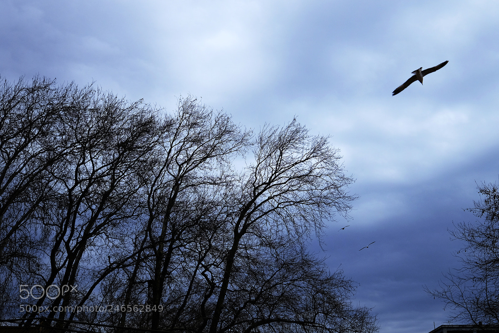 Fujifilm X-T10 sample photo. Trees and clouds 3 photography