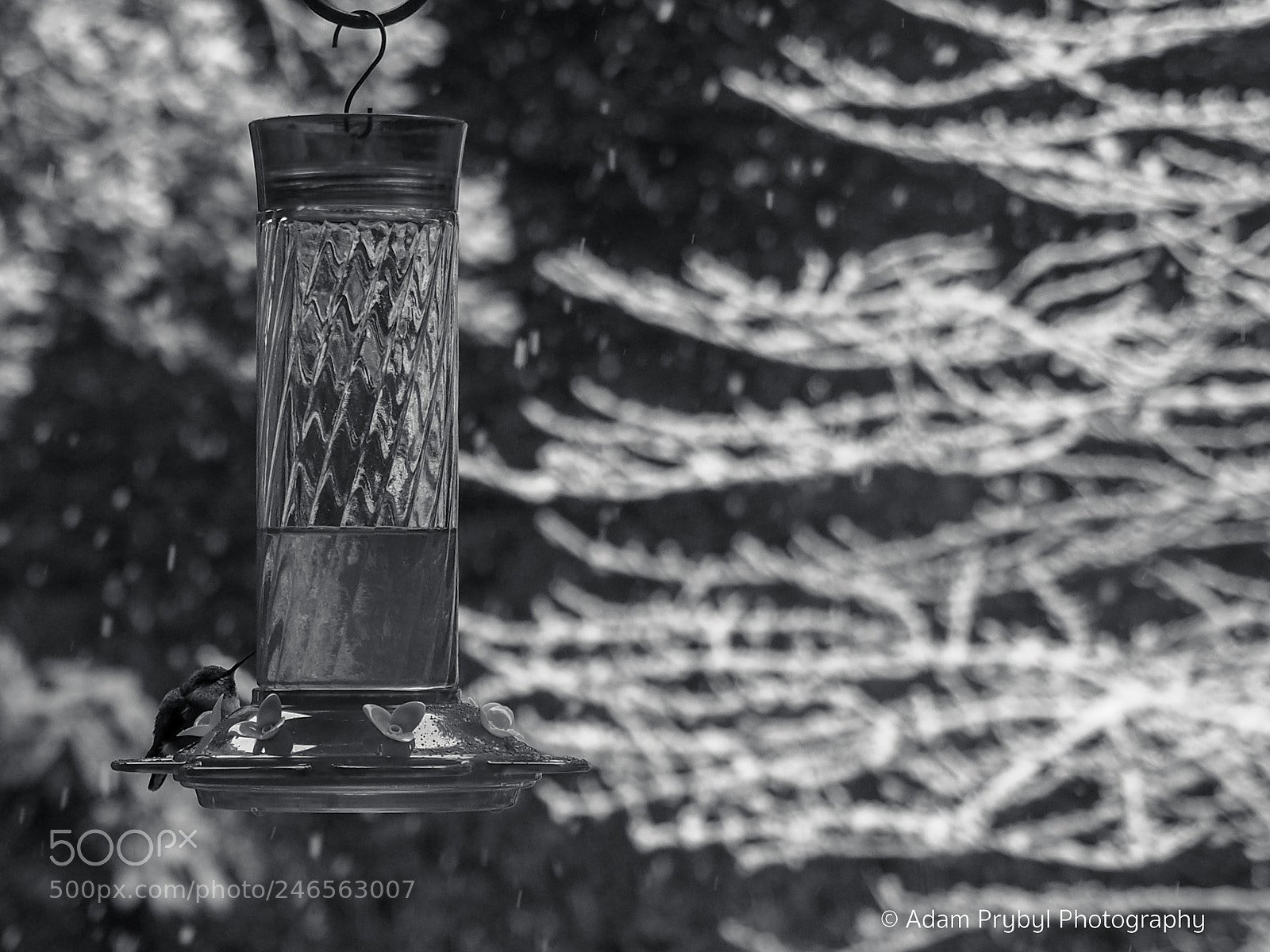 Olympus OM-D E-M5 II sample photo. Snow day photography