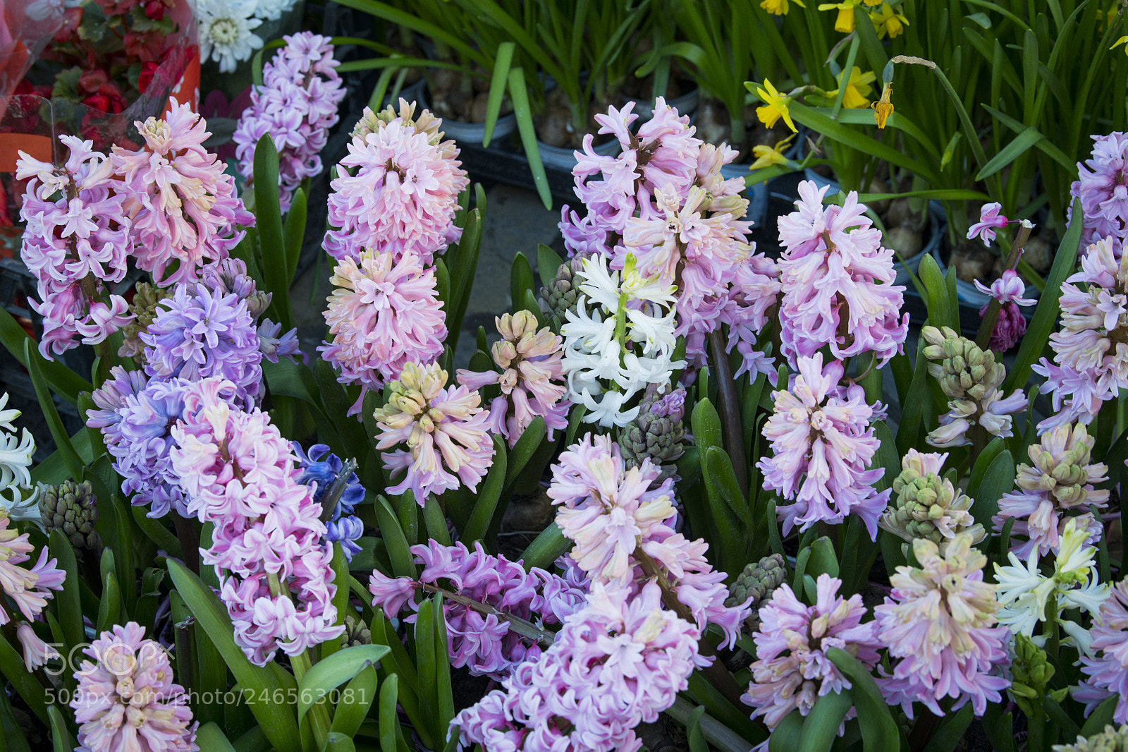 Nikon D850 sample photo. Flower purple red photography