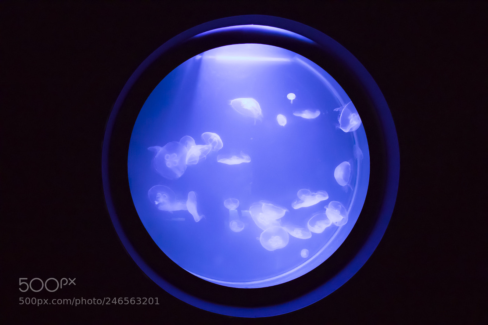 Canon EOS 80D sample photo. Jellyfish on blue photography