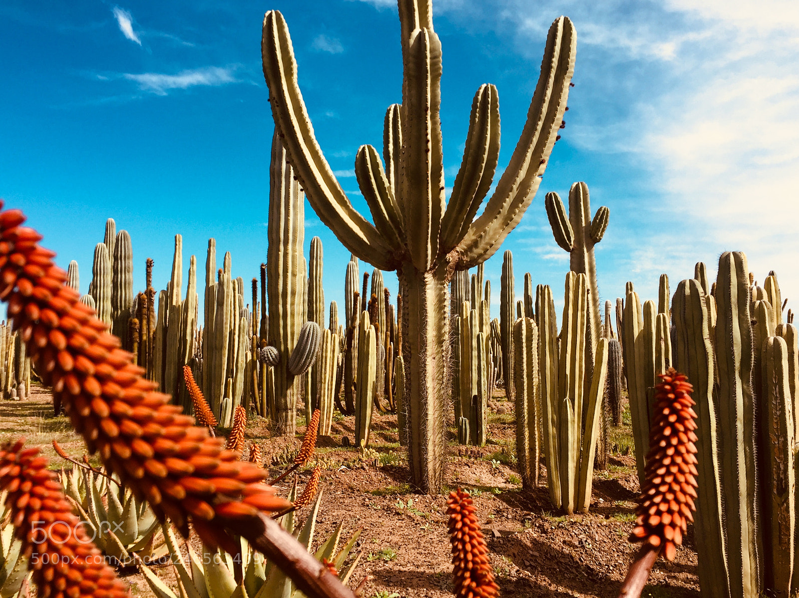 Apple iPhone 6 sample photo. Cactus farm thiemann, marrakesh photography