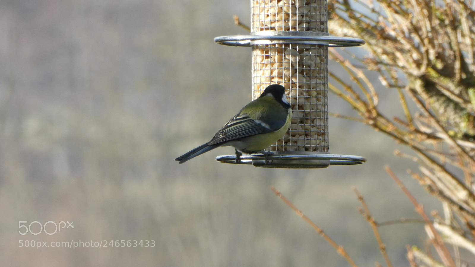 Panasonic Lumix DC-ZS70 (Lumix DC-TZ90) sample photo. Bird at the feed photography