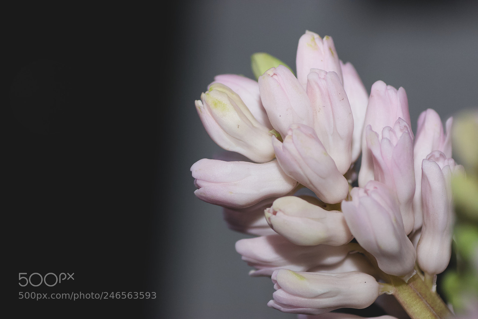 Canon EOS 600D (Rebel EOS T3i / EOS Kiss X5) sample photo. Soft m photography