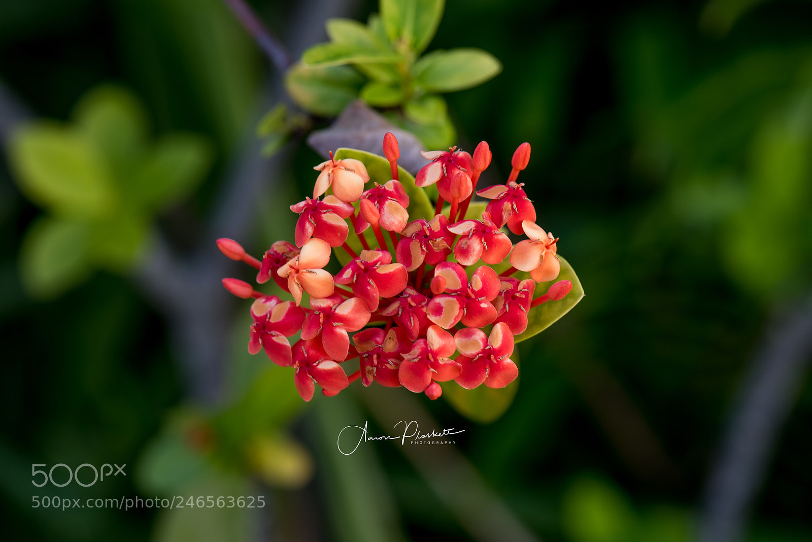Nikon D810 sample photo. Flowers photography
