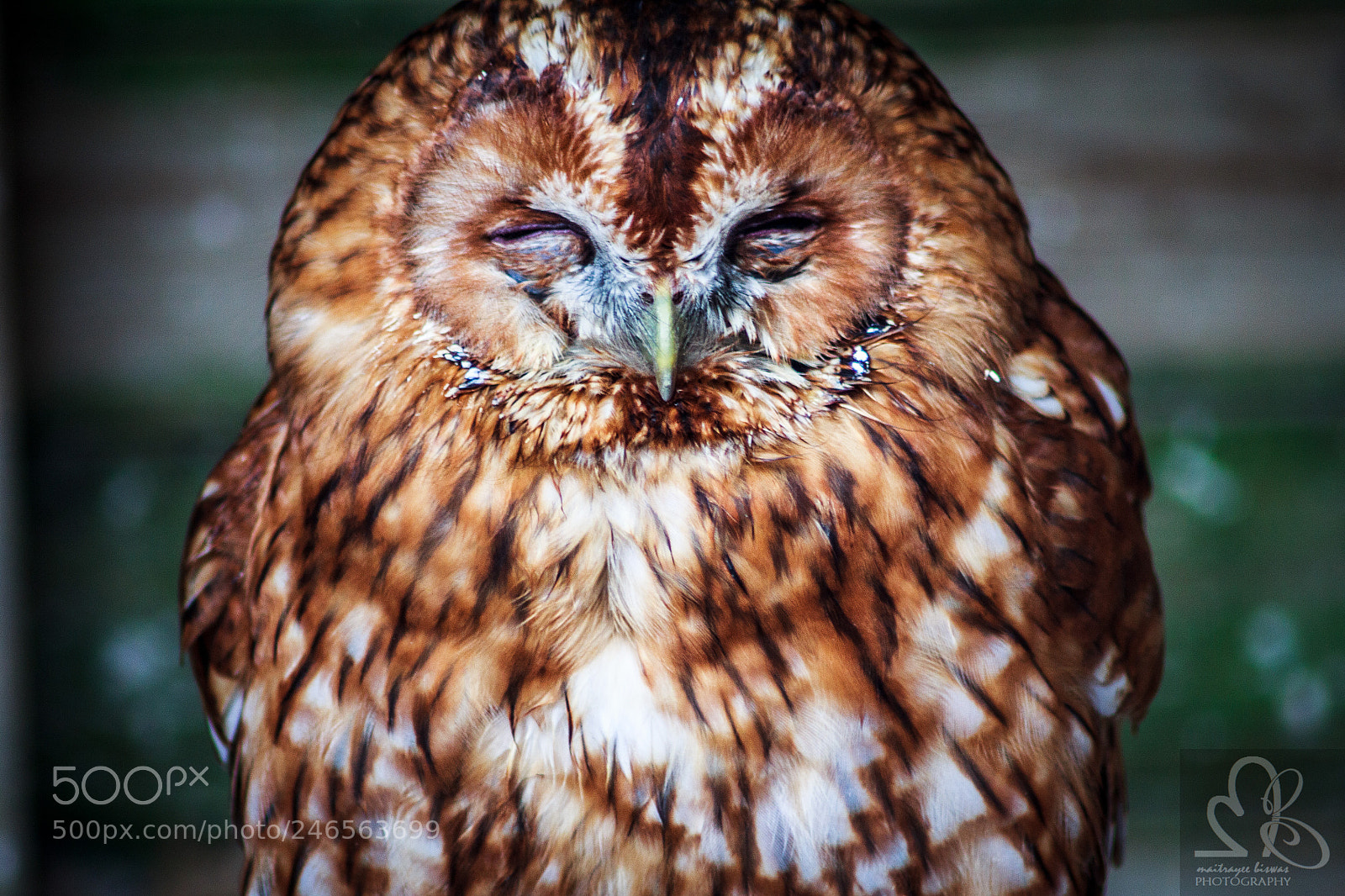 Canon EOS 60D sample photo. Birds of prey photography