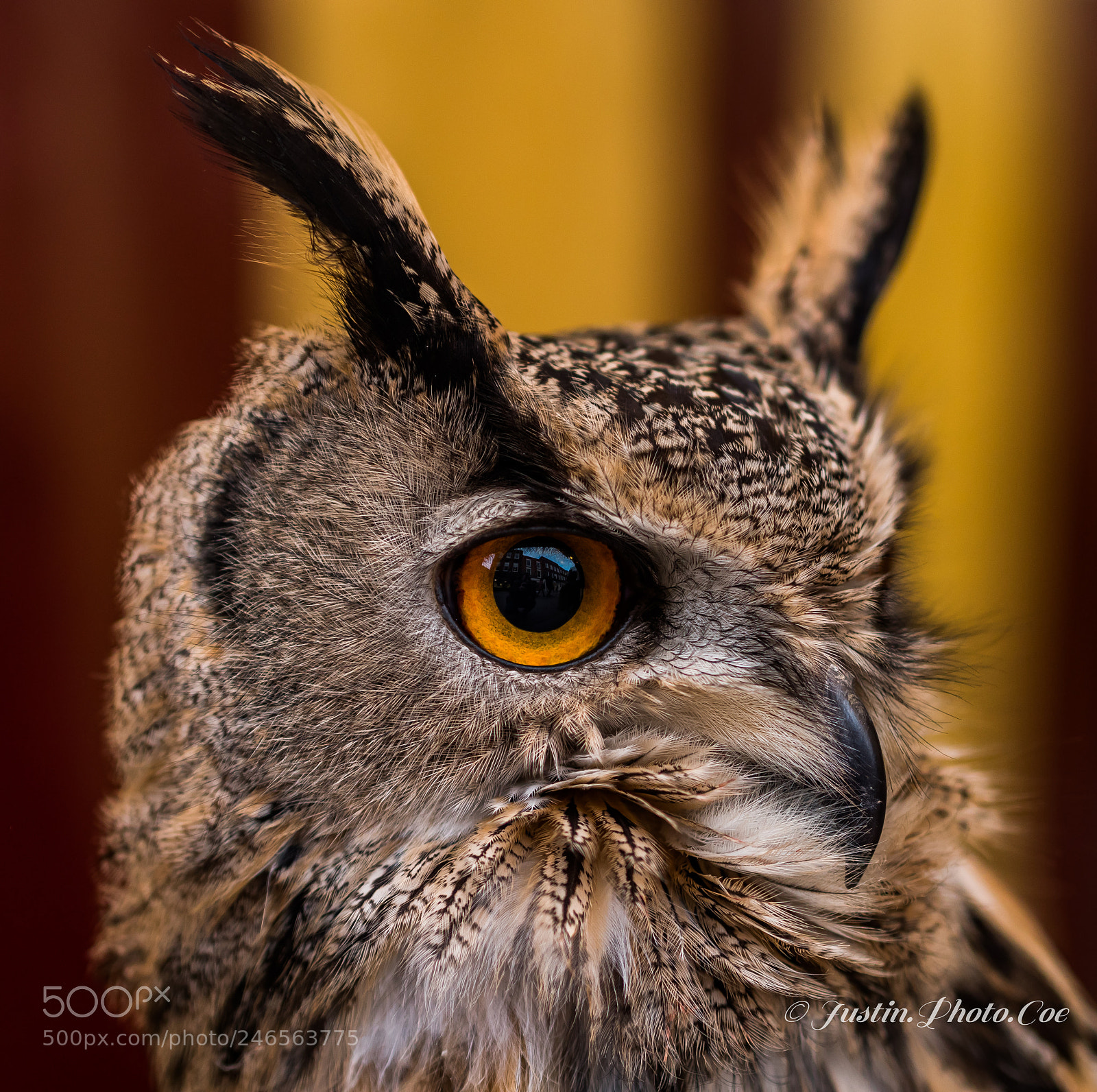 Panasonic Lumix DC-G9 sample photo. Street eurasian eagle owl photography