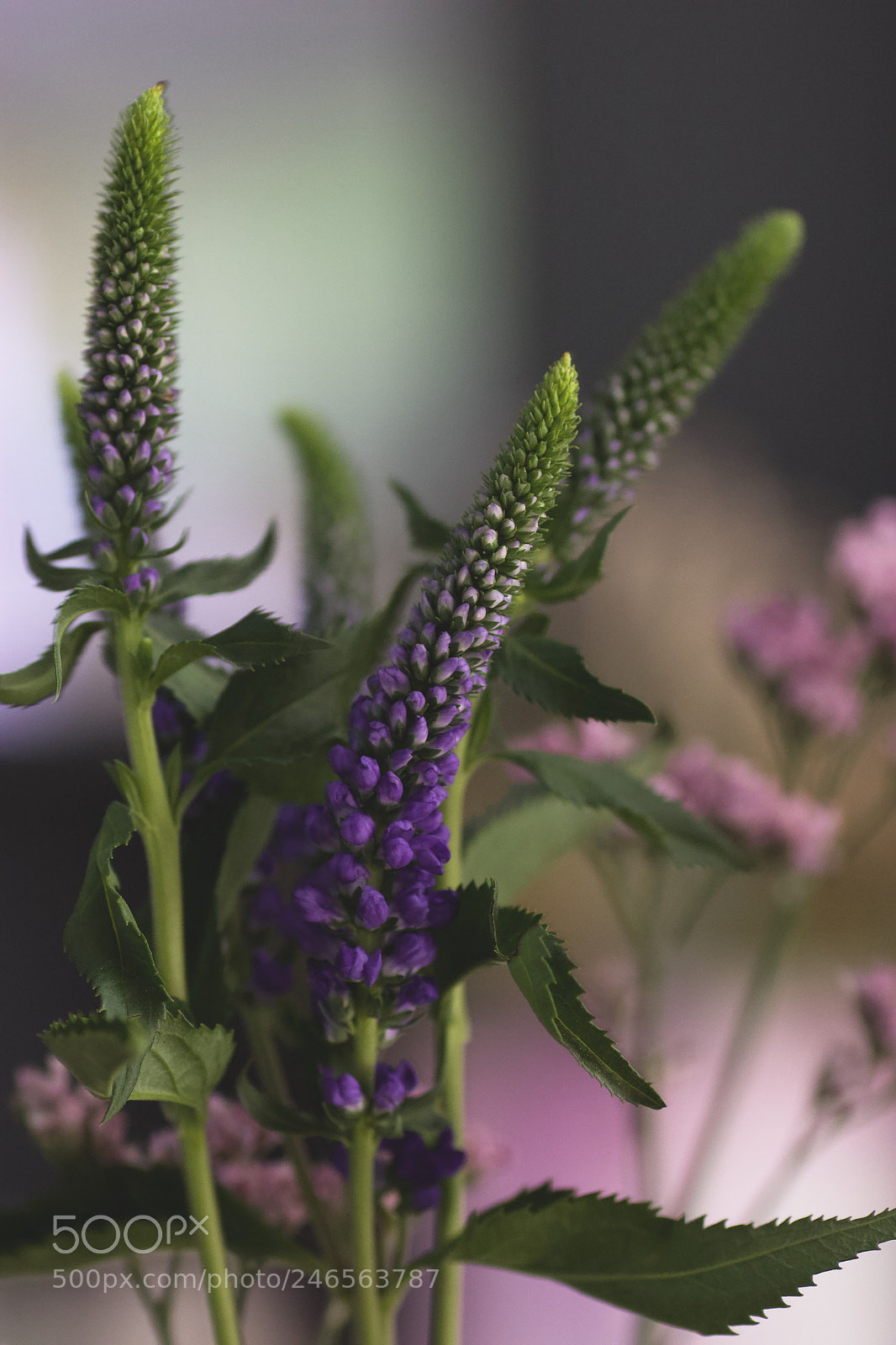 Canon EOS 600D (Rebel EOS T3i / EOS Kiss X5) sample photo. Flow soft photography