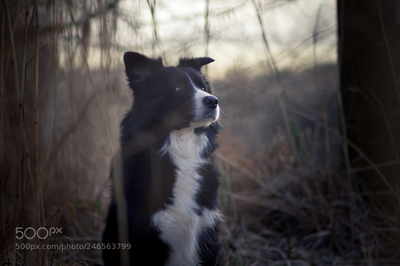 Canon EOS 550D (EOS Rebel T2i / EOS Kiss X4) sample photo. Australian shepherd demon photography