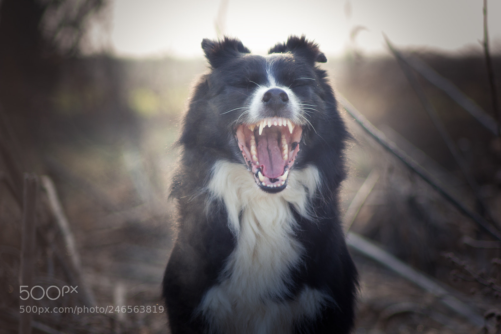 Canon EOS 550D (EOS Rebel T2i / EOS Kiss X4) sample photo. Australian shepherd demon photography