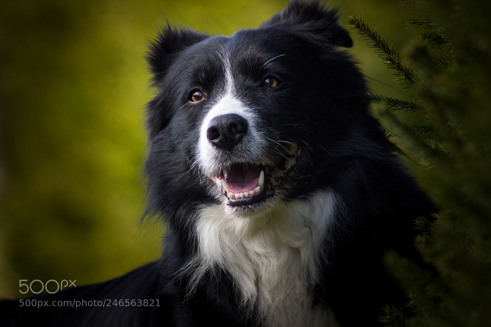 Canon EOS 550D (EOS Rebel T2i / EOS Kiss X4) sample photo. Australian shepherd demon photography