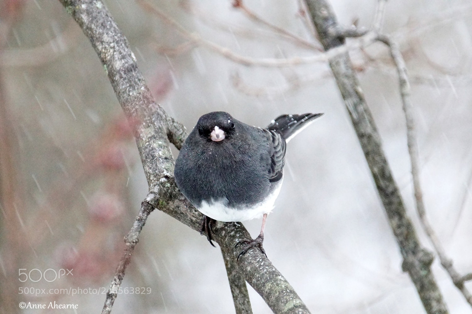 Sony ILCA-77M2 sample photo. Dark-eyed junco in a photography