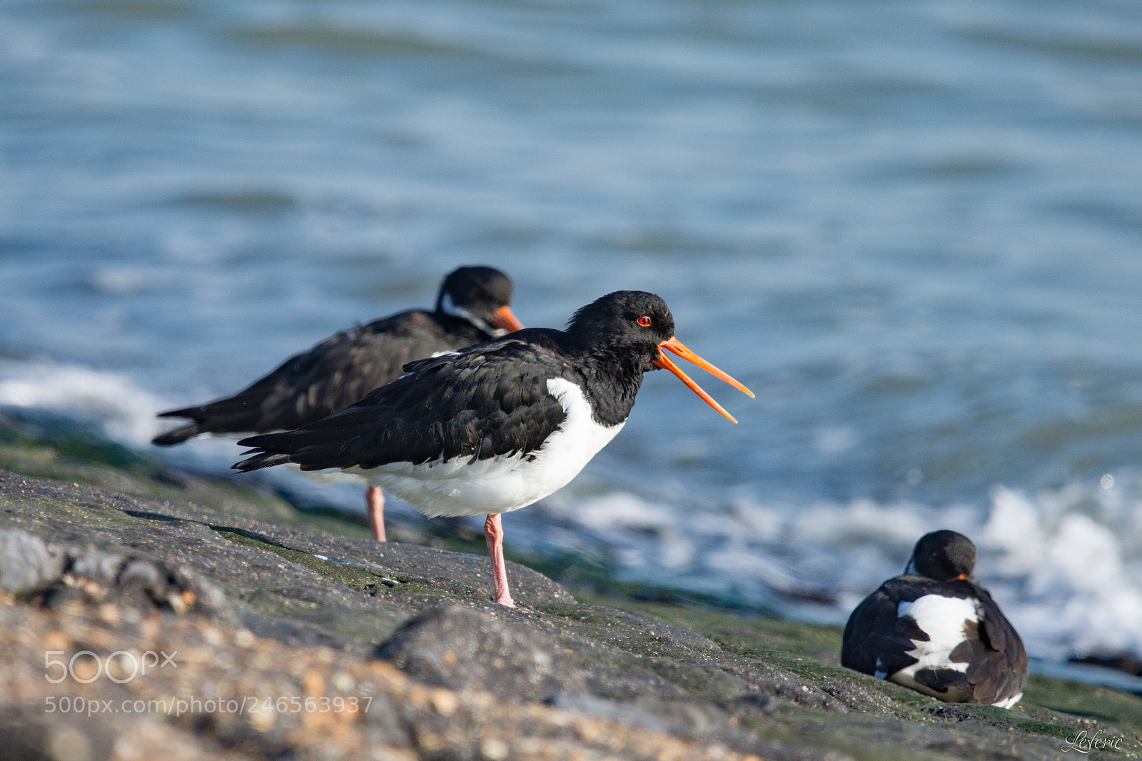Nikon D7200 sample photo. Haematopus ostralegus photography