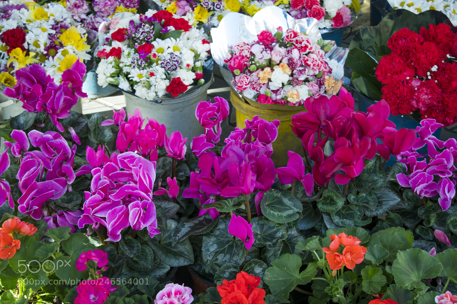Nikon D850 sample photo. Flower purple red photography