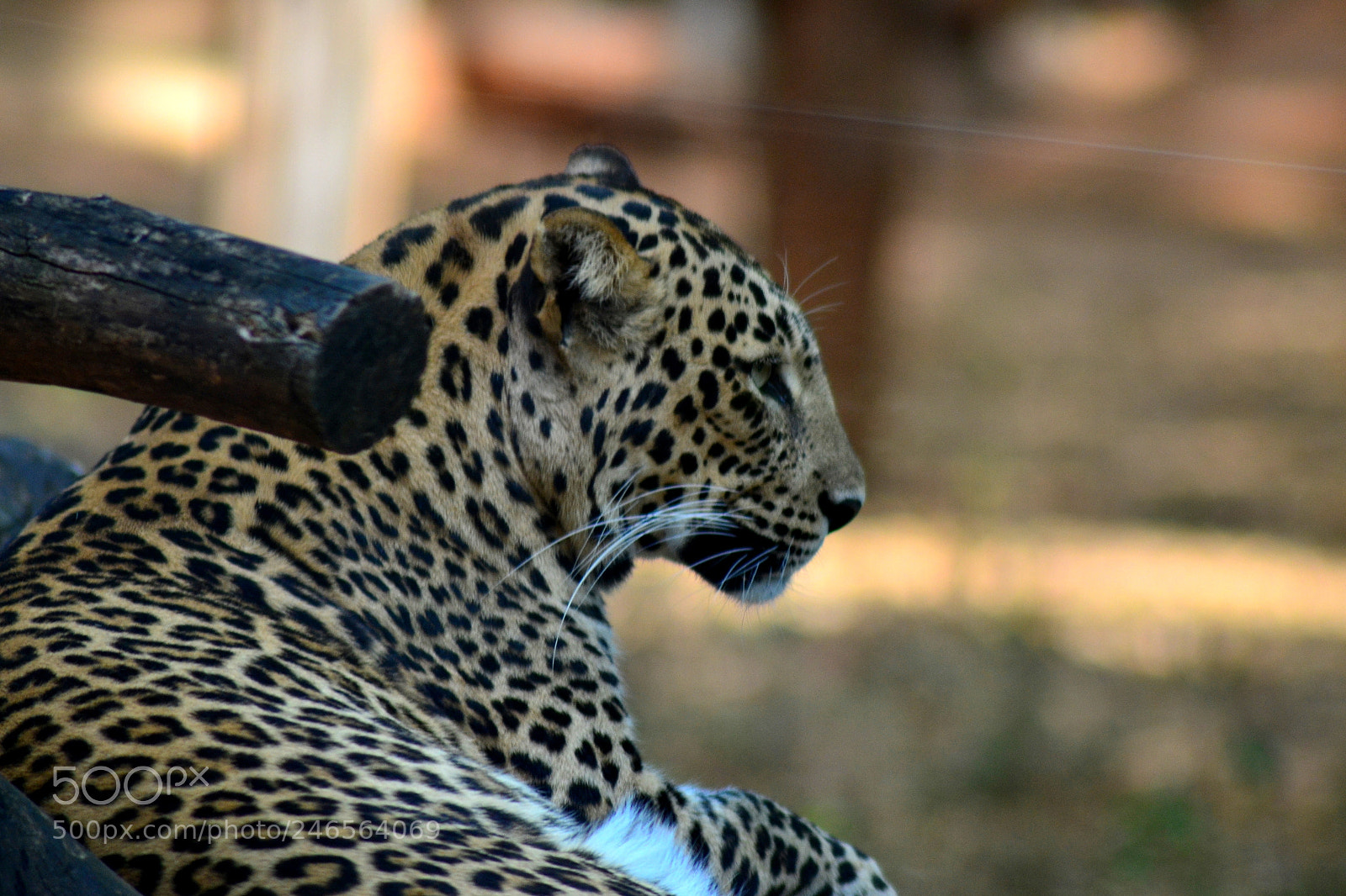 Nikon D3100 sample photo. Leopard photography