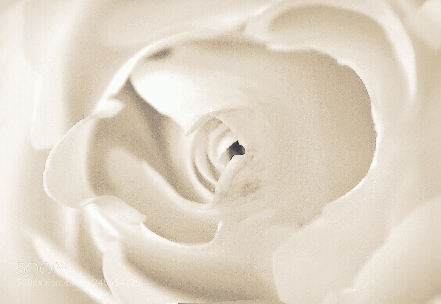 Nikon D5600 sample photo. Silence photography