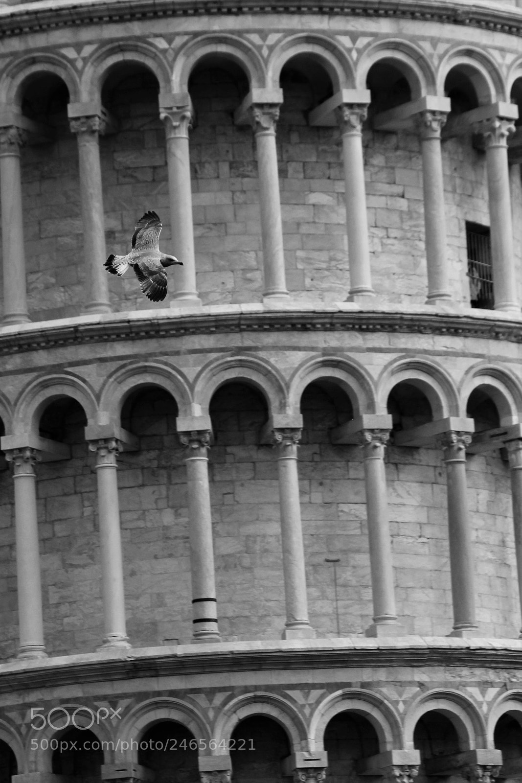Canon EOS 550D (EOS Rebel T2i / EOS Kiss X4) sample photo. Pisa 1 photography