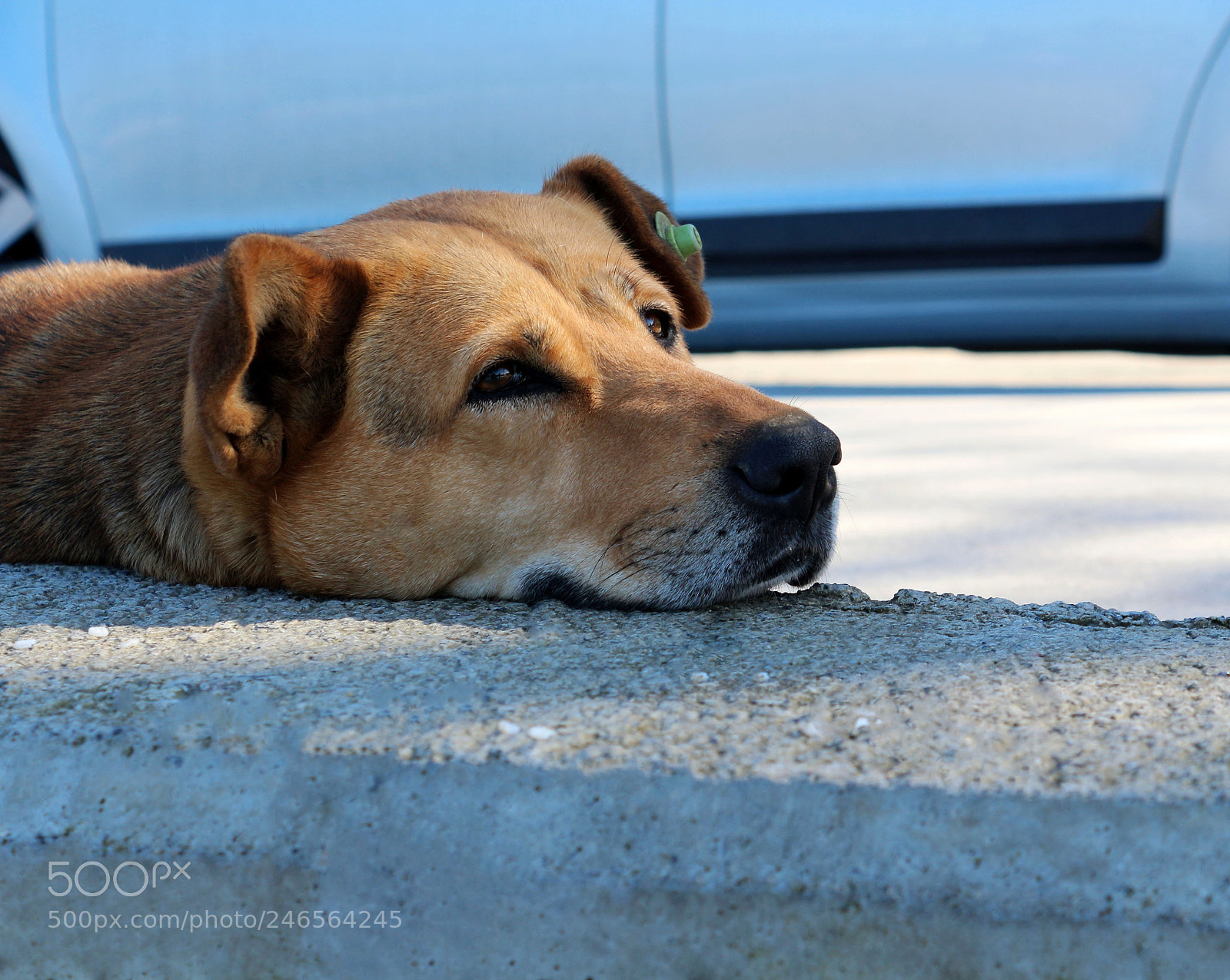 Canon EOS 650D (EOS Rebel T4i / EOS Kiss X6i) sample photo. Dog photography