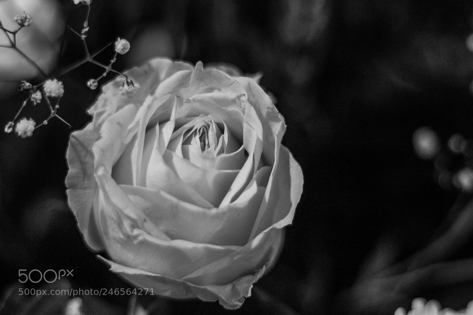 Canon EOS 700D (EOS Rebel T5i / EOS Kiss X7i) sample photo. B&w rose photography