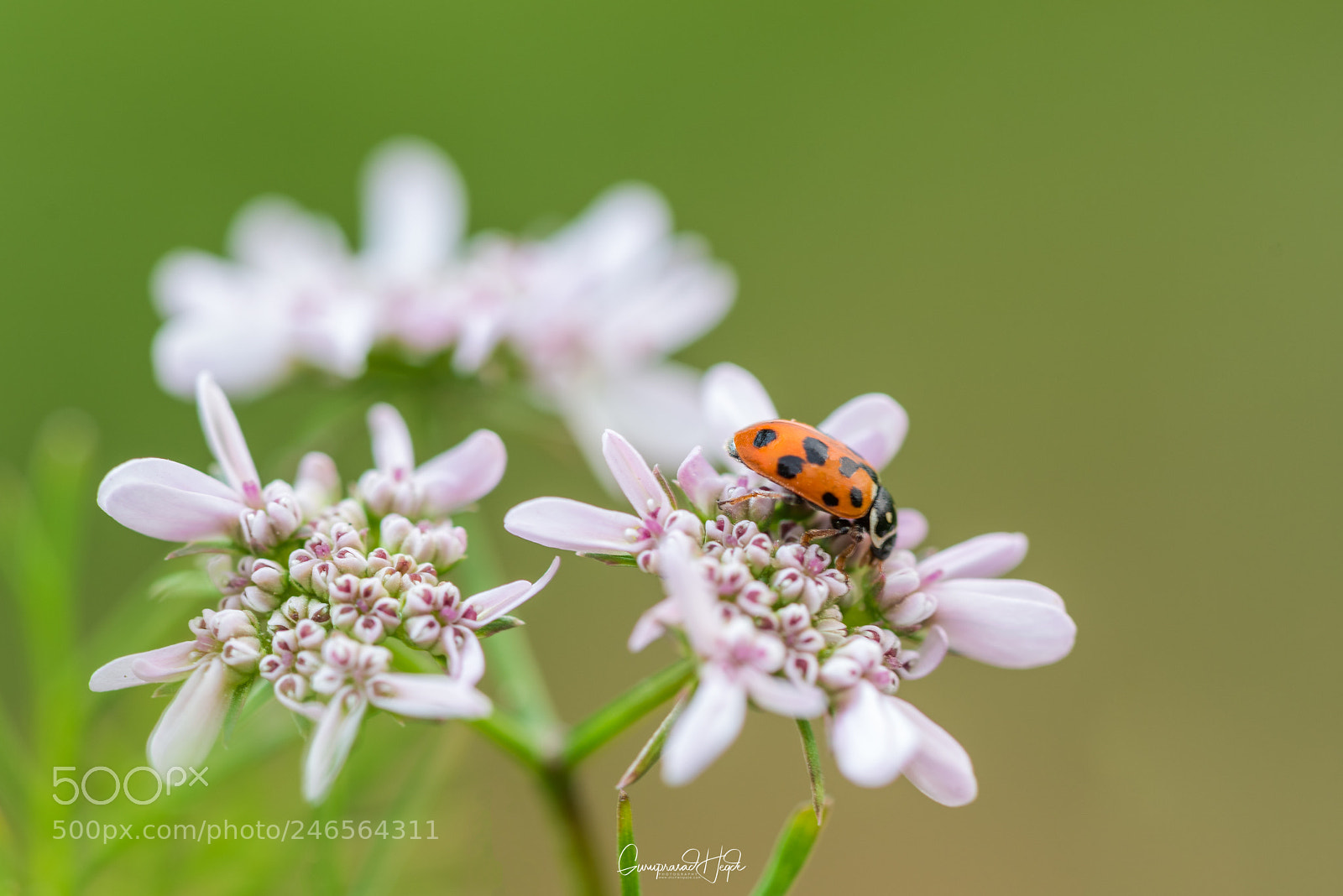 Nikon D810 sample photo. Beetle bug photography