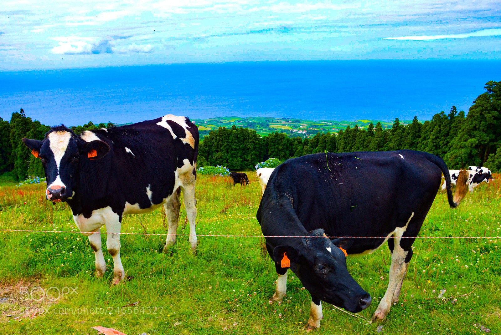 Nikon D3200 sample photo. S.miguel (açores) photography