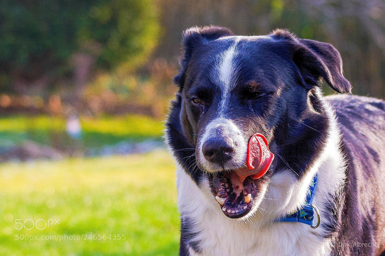 Canon EOS 1000D (EOS Digital Rebel XS / EOS Kiss F) sample photo. Hungry dog ? photography