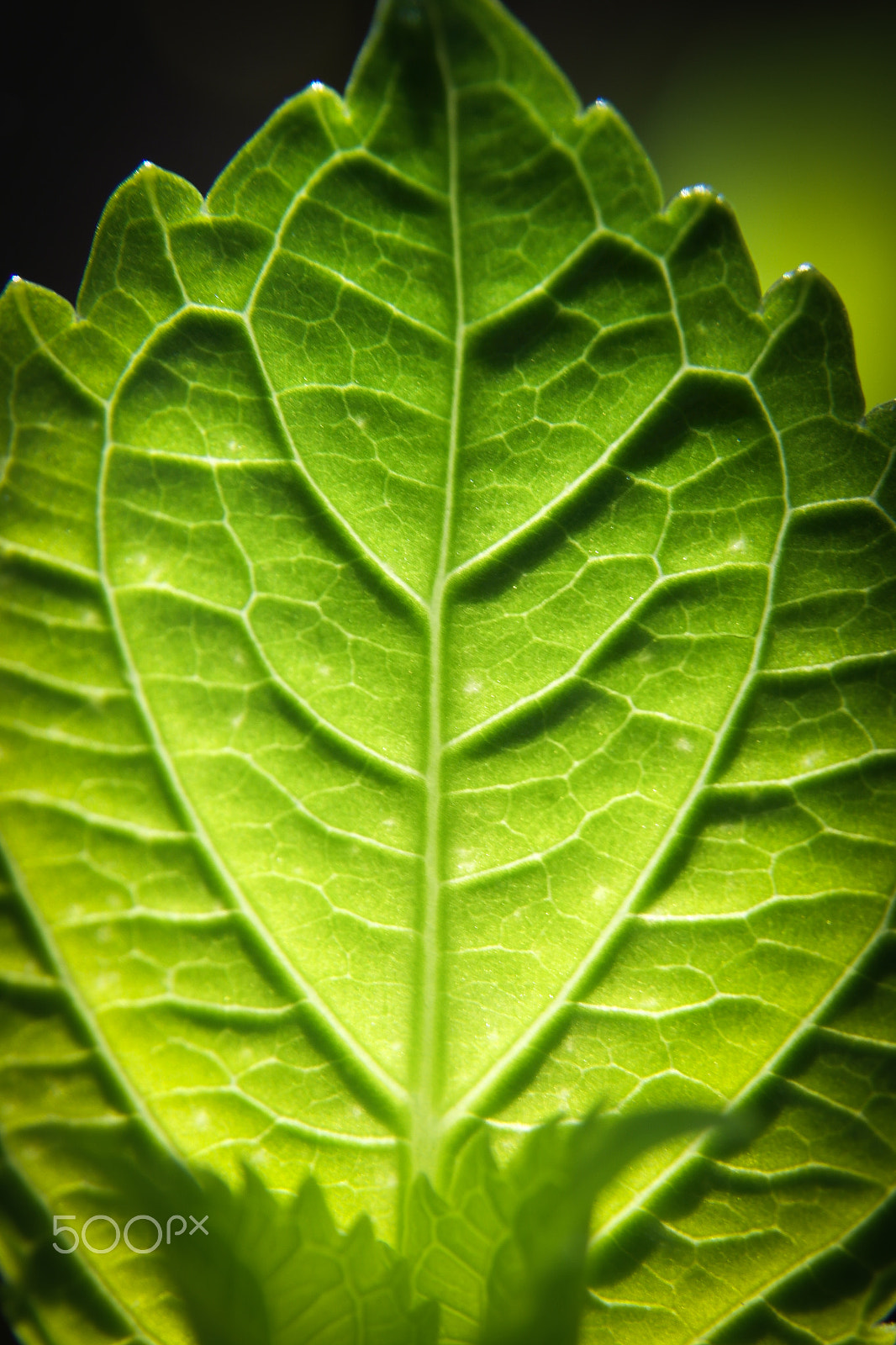 Samsung NX1100 sample photo. Hydrangea backlit leaf photography